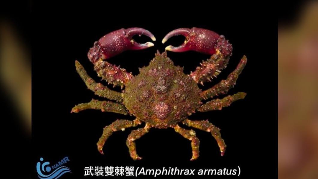 西子灣狂撈千隻!爆量「武裝雙棘蟹」入侵南台灣 詭異外型曝