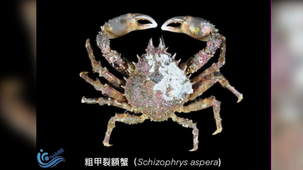 武裝雙棘蟹常與原本就生存於台灣海域的粗甲裂額蟹在水下的外觀形態非常相似。(圖/國家海洋研究院 )