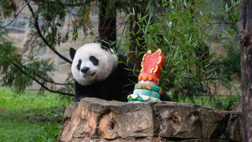 美中關係還需「牠」助陣 習近平暗示將再送貓熊到美這間動物園