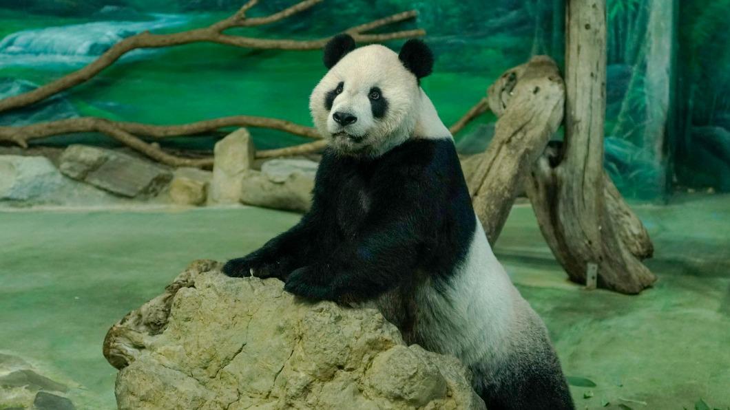 2022年大貓熊「團團」離世現在標本照曝光了。（圖／動物園提供）