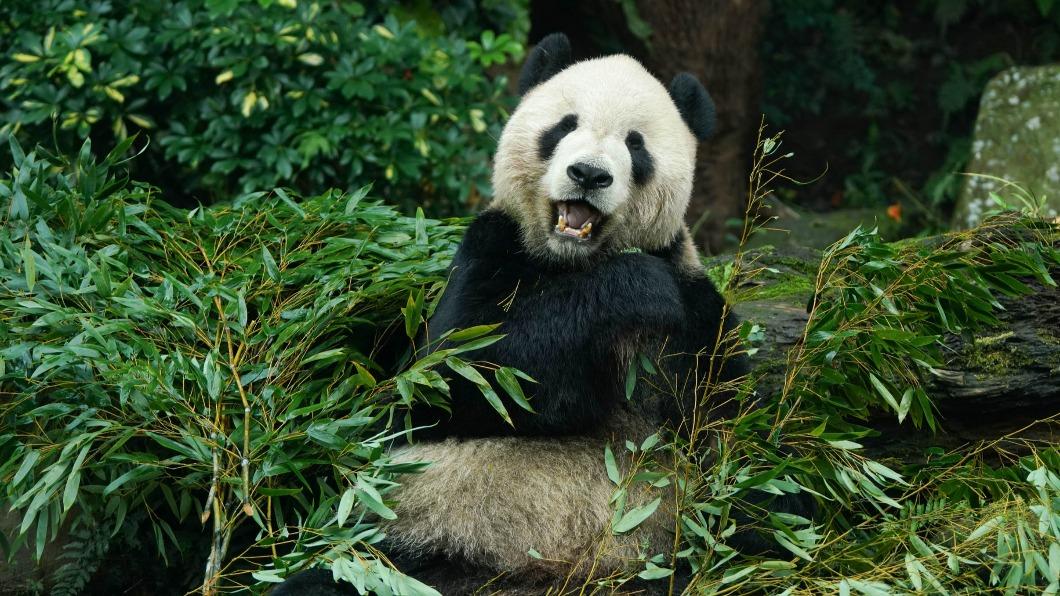 2022年大貓熊「團團」離世現在標本照曝光了。(圖/動物園提供)