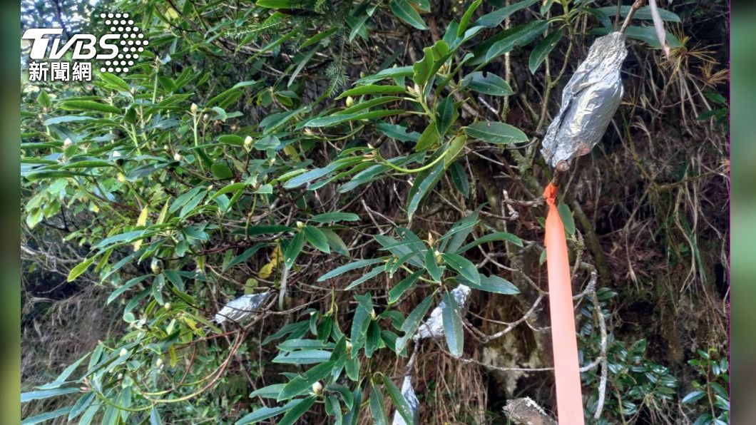 高山杜鵑掛著「鋁箔包烤玉米」這系蝦密?千萬別拆!
