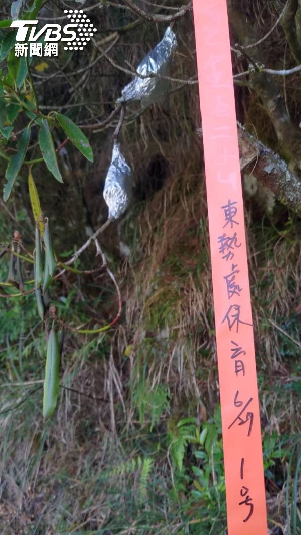 樹稍掛「烤玉米」這是原生植物復育計畫,大雪山以高壓繁殖法復育玉山杜鵑。
