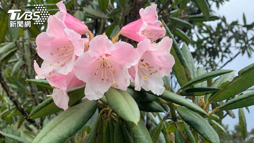 玉山杜鵑是中、高海拔山地最常見的一種杜鵑花,花期每年4-5月,粉紅花朵5個花瓣連在一起,花形略偏鐘狀,葉子略捲。(畫面鞍馬山工作站提供)