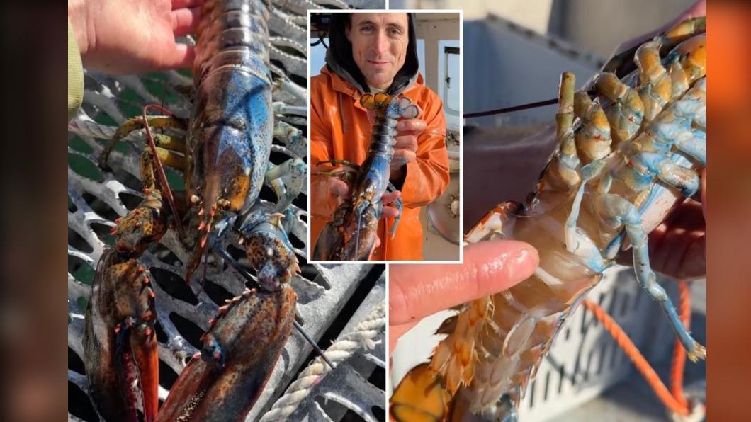 捕獲率5千萬分之1 美驚現超罕見雌雄同體「藍橘雙色龍蝦」