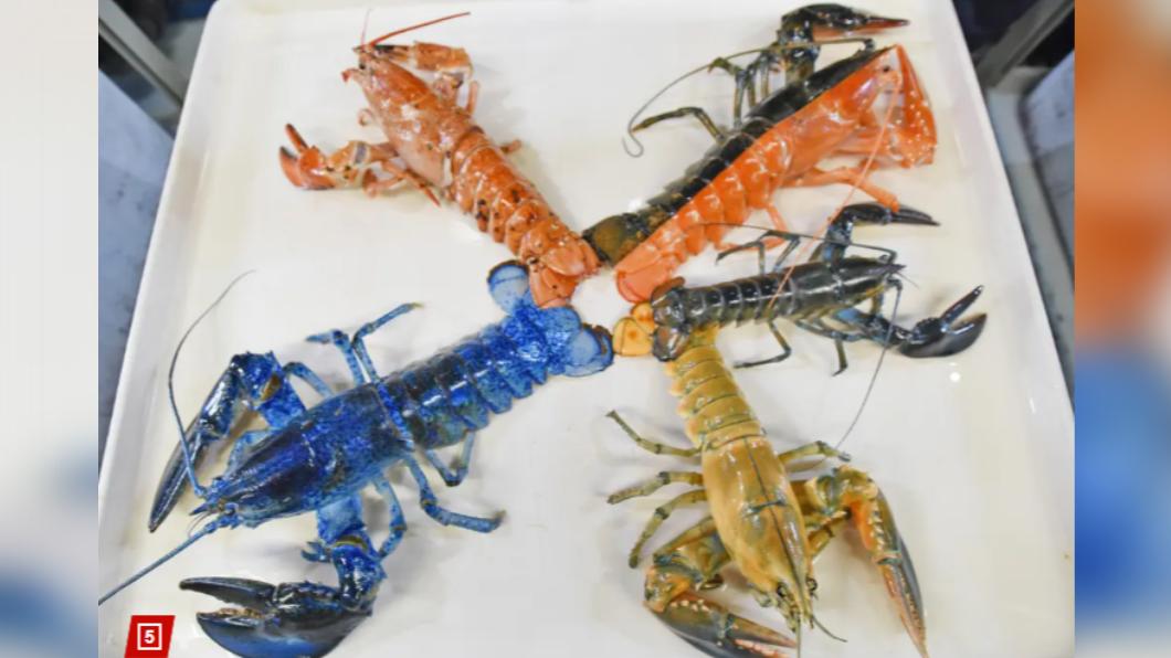 新英格蘭水族館展示各色龍蝦。(圖/翻攝自《紐約郵報》)