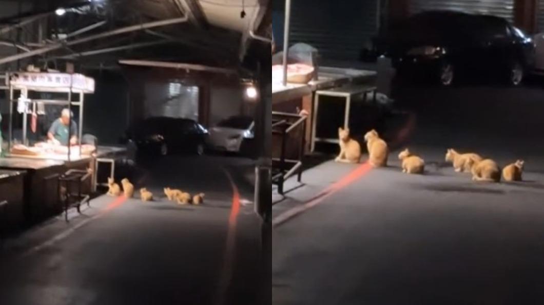 一群橘貓在豬肉攤前排隊。(圖/翻攝自TikTok@shanyi90)