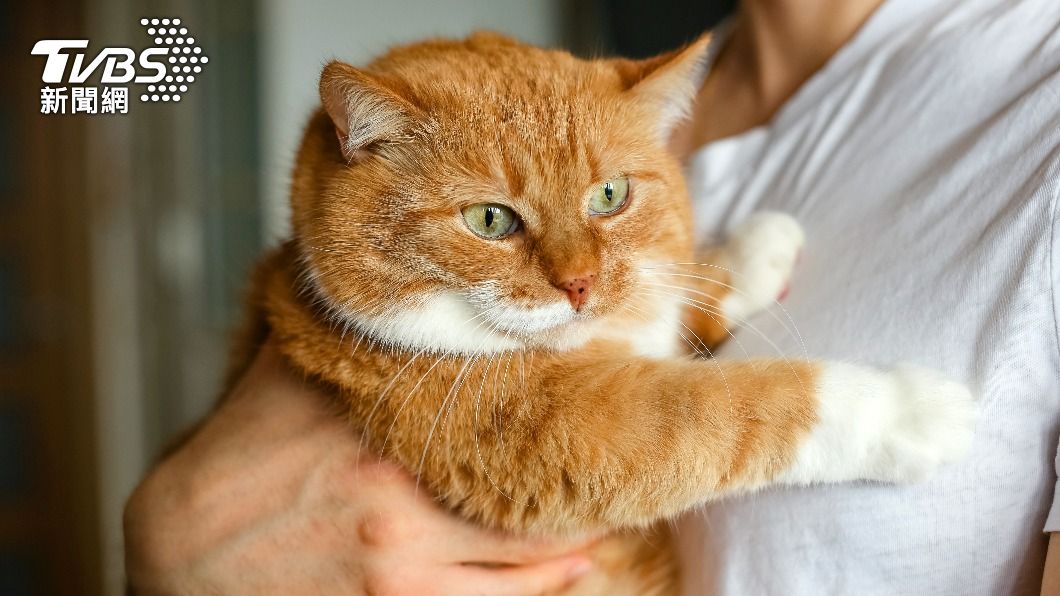 網友笑稱,「10隻橘貓9隻胖」。(示意圖/shutterstock 達志影像)