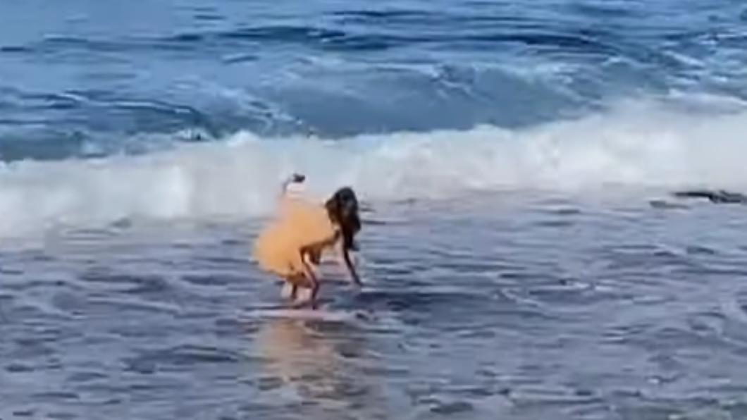 女子為了與海龜拍照，特意蹲下去觸摸牠，未想這一摸就要30萬。（圖／翻攝自臉書）