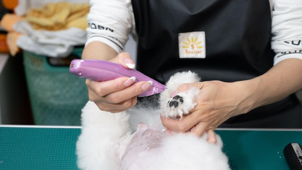 邱琦雯仔細剃除狗的腳底毛髮。(圖/艾迪昇傳播提供)