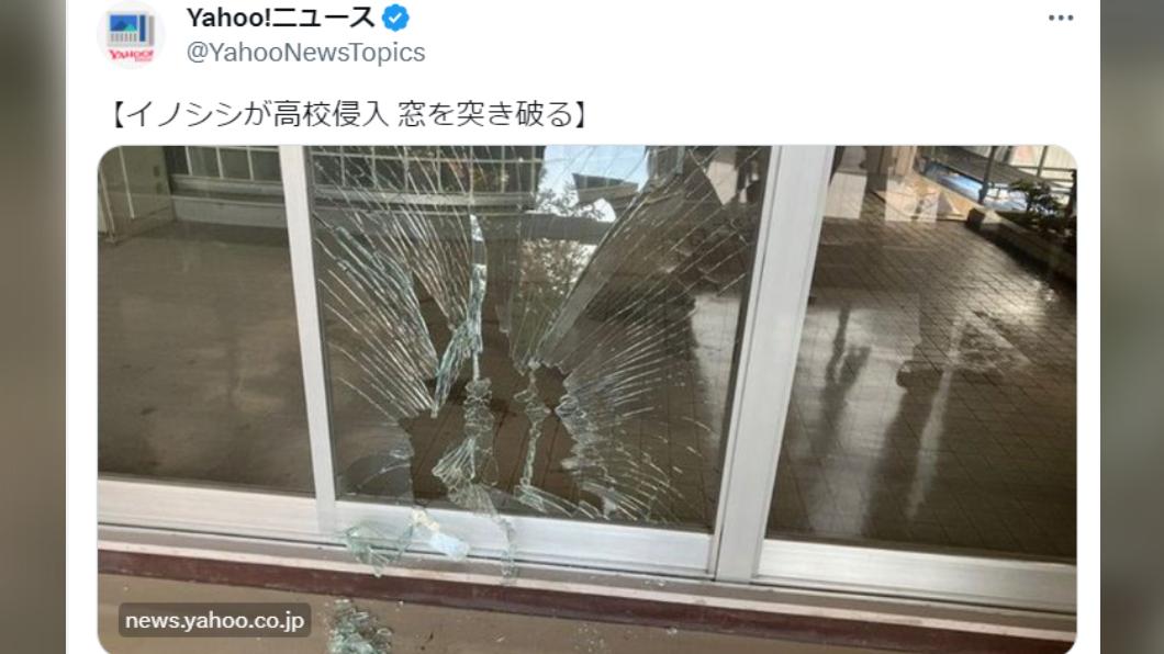 山豬出沒日本住宅區闖校園 撞破教室玻璃「窗旁留血痕」