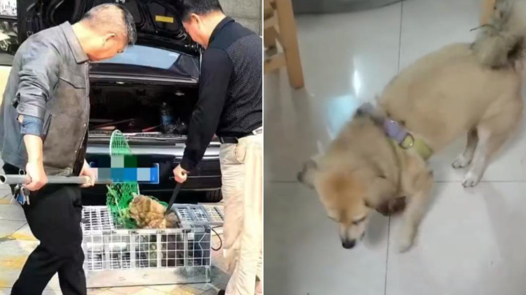 捕狗隊突抓走愛犬「送市場宰殺」 女主人崩潰喊:我該怎麼辦