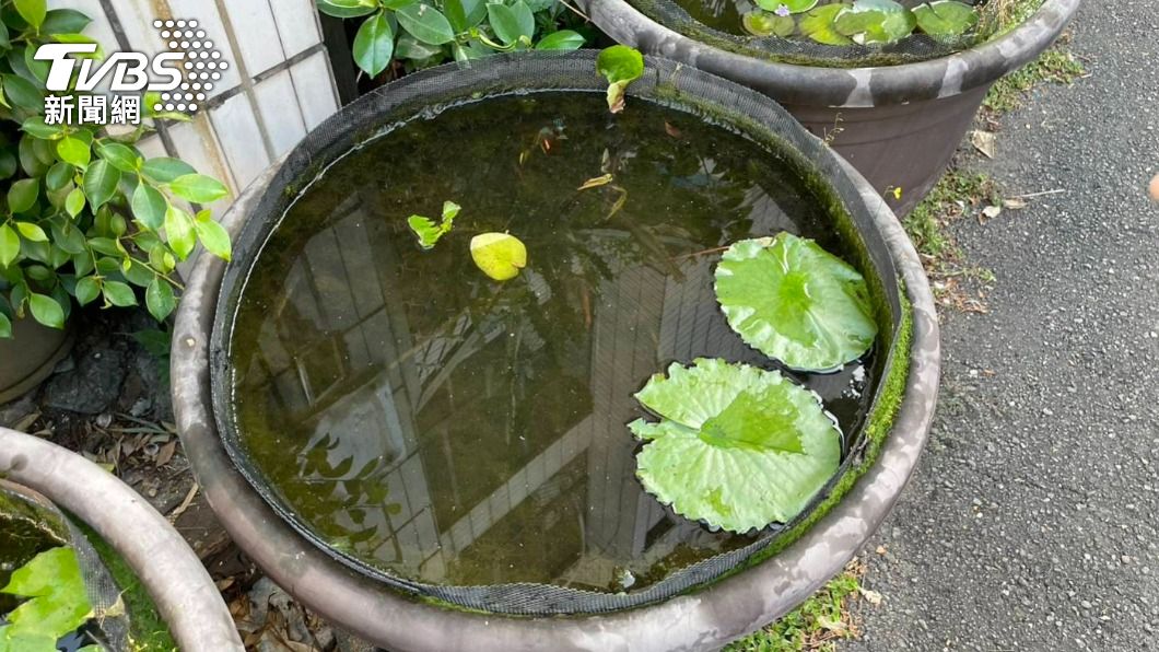 自家門口外的魚缸,孔雀魚全部不見。(圖/TVBS)