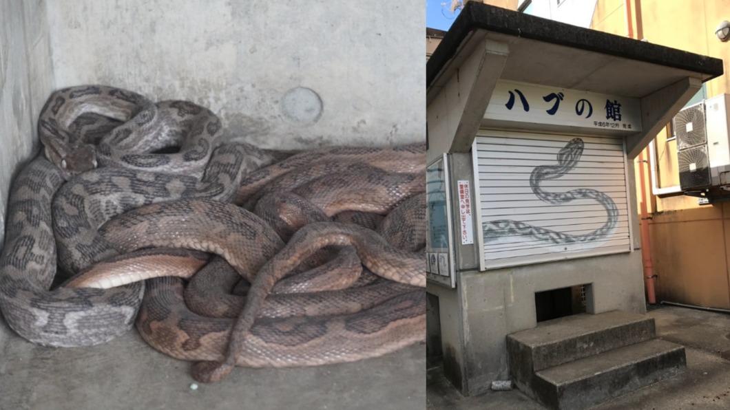 鹿兒島縣天城町腹地內，設有展示波布蛇的區域。（圖／翻攝自Ｘ＠yuk1kura、@xjapan_saiya）