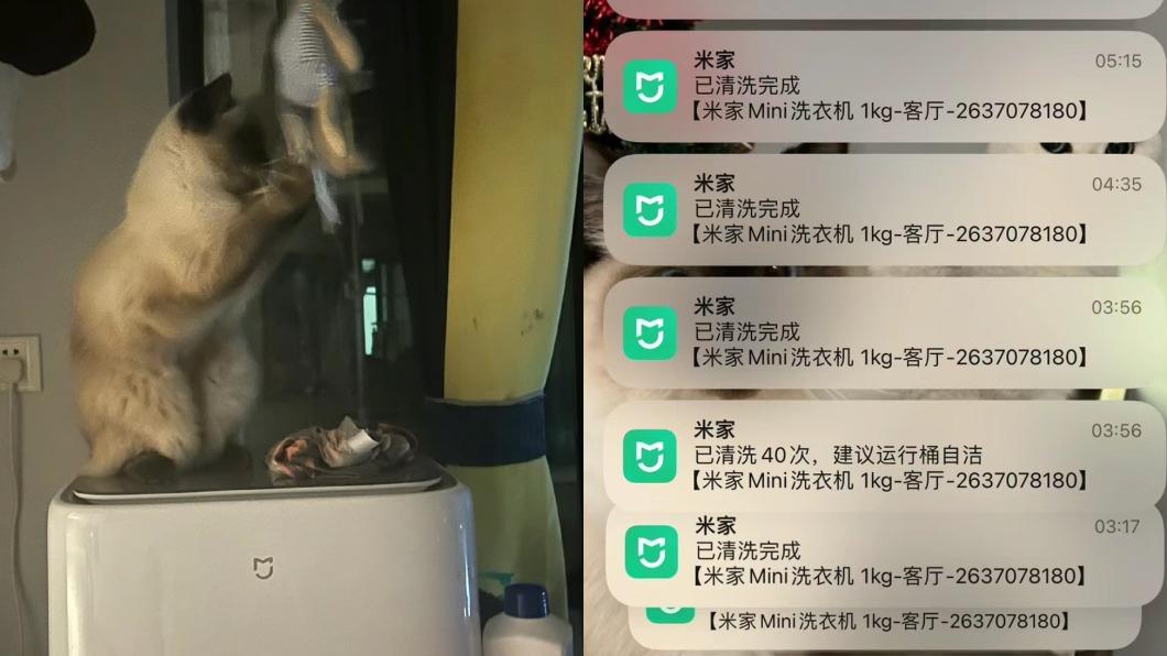 貓咪半夜上工「洗衣40次」!系統崩潰刷提示 奴才睡醒傻了