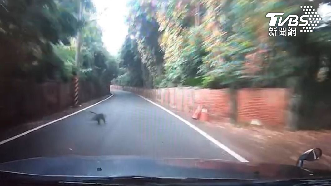 猴毋才會按呢!突然竄出瞬間移動嚇壞路過駕駛