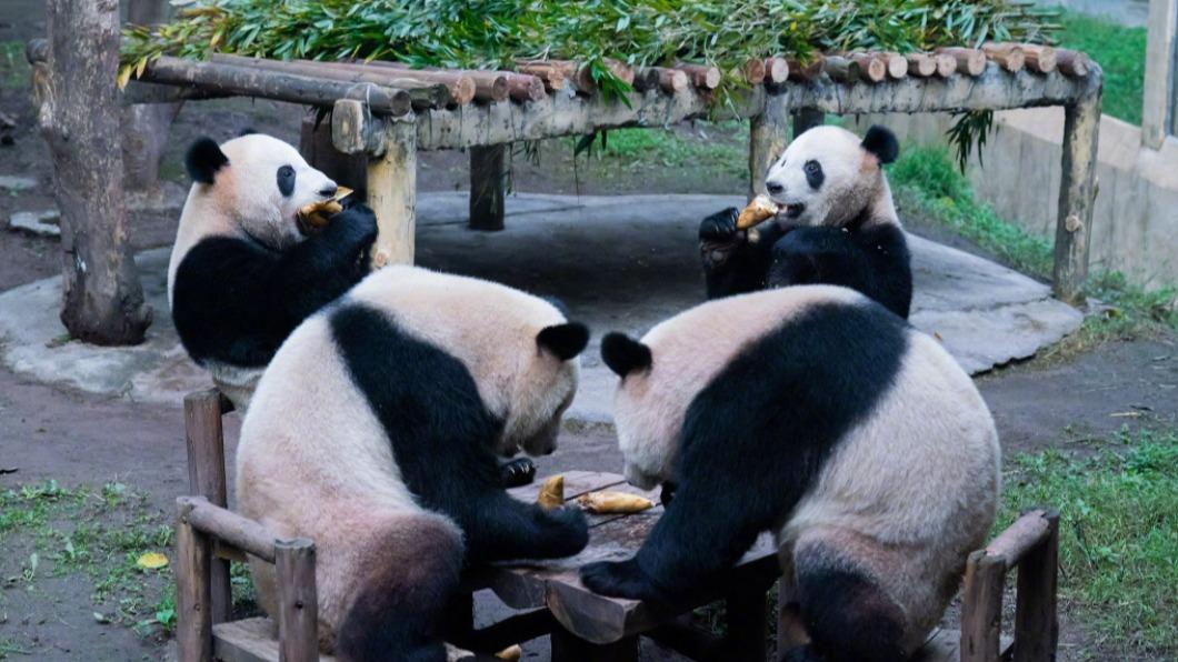 貓熊「後腳站立」太像人類　網傻眼：又是動物園員工假扮？