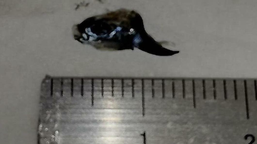 日本魩仔魚乾混入「河豚魚苗」恐中毒 業者緊急召回商品
