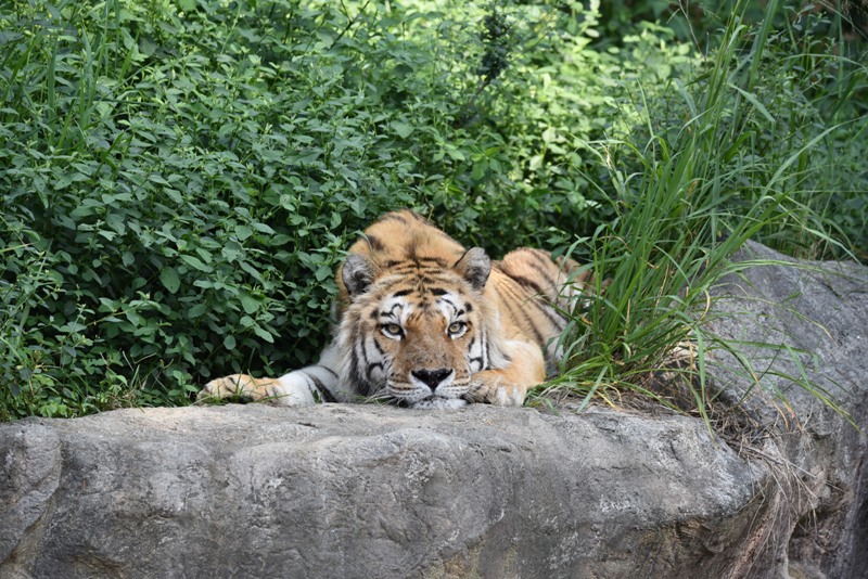 六福經常趴在樹叢裡休息。（圖／新竹市立動物園提供）