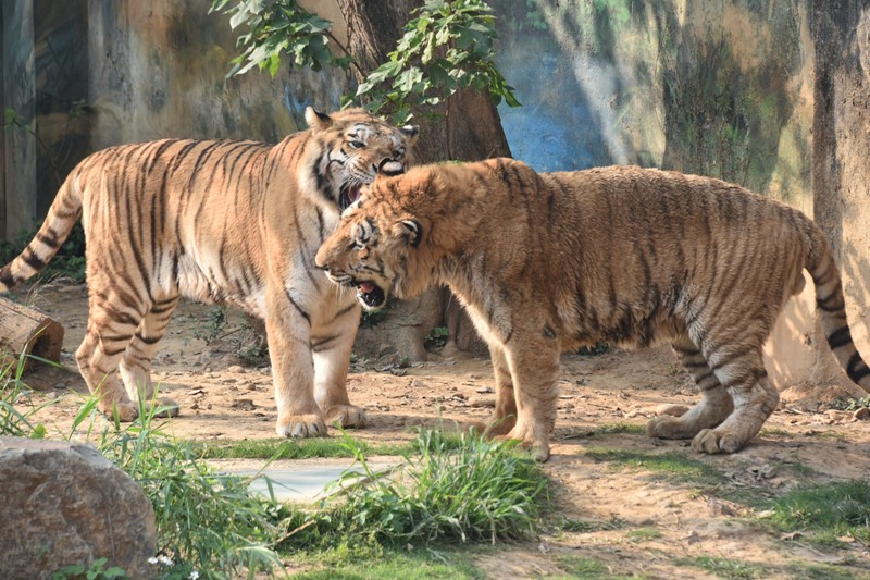 孟加拉虎兄弟六福（左）、來福（右）。（圖／新竹市立動物園提供）