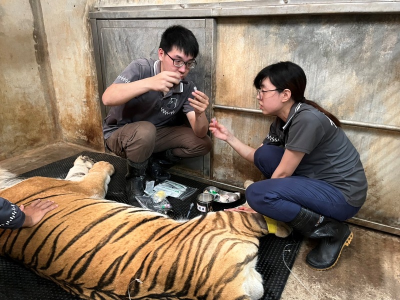 園方在今年7月發現六福食欲不振。（圖／新竹市立動物園提供）