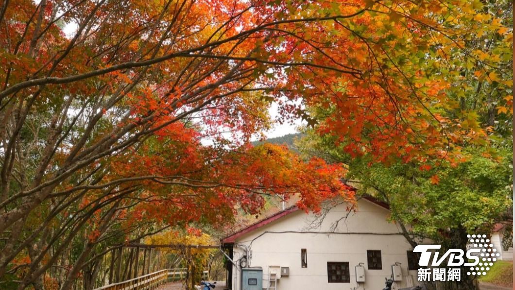 武陵農場楓葉紅了! 季節限定楓紅美景農場推薦最佳賞楓地點