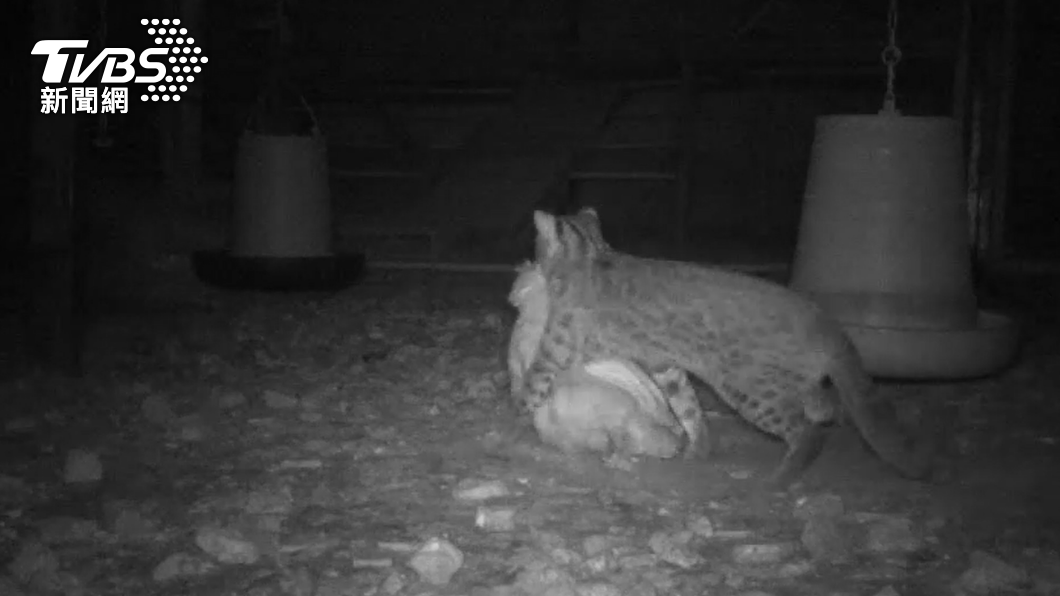 遭石虎啃食「身首異處」 400隻母雞嚇爆全樹上過夜