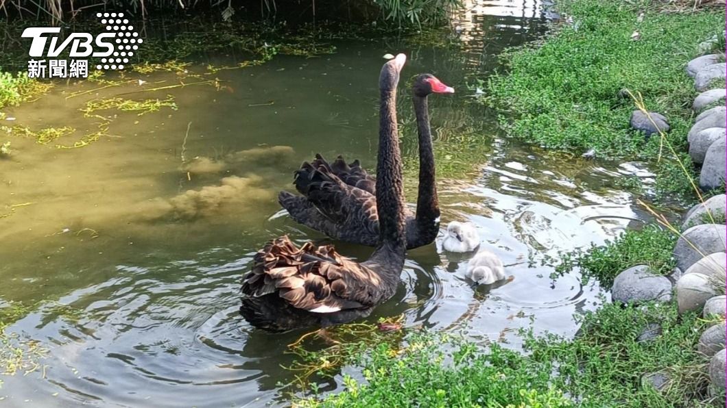 台中秋紅谷4「鵝寶」離奇失蹤 恐遭肉食性魚類攻擊