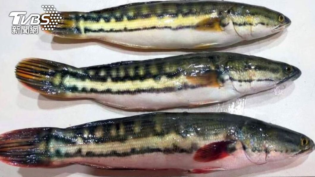 南投4年除虎近10萬尾 天冷巨嬰級魚虎轉移3水域