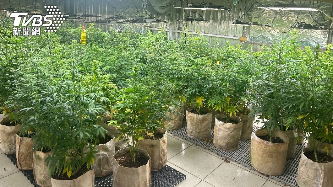 宛如大麻森林!楊梅連2起非法栽種 警查扣289株下場曝