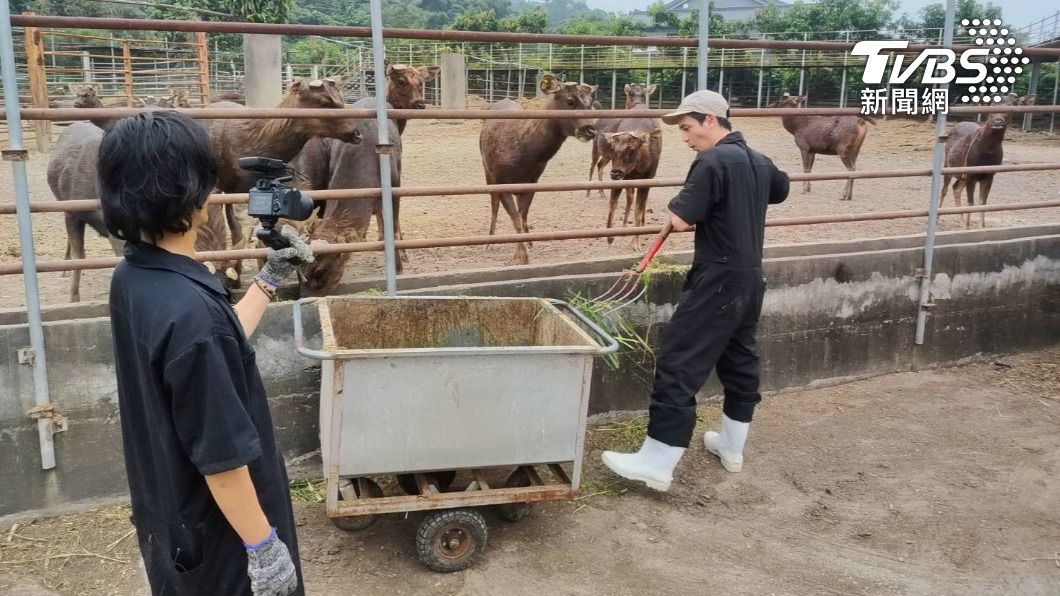 台南鹿場當起「養鹿職人」 日人高志大嘆養鹿真辛苦
