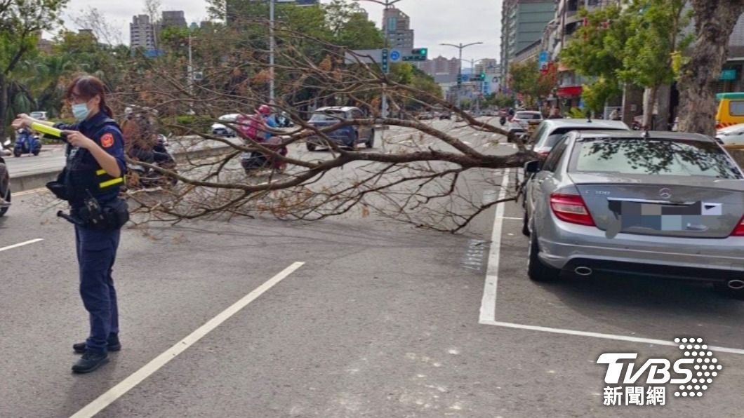 百萬賓士停車格內衰遭路樹壓毀 高雄車主超傻眼求國賠