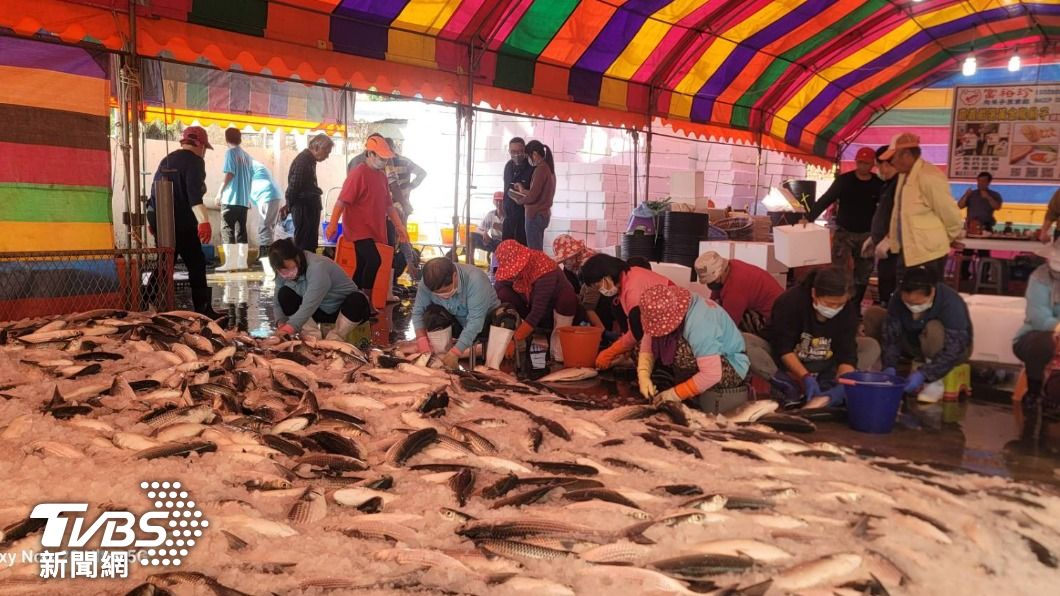 嘉義養殖烏魚大豐收 漁村限時奇景「烏魚瀑布」
