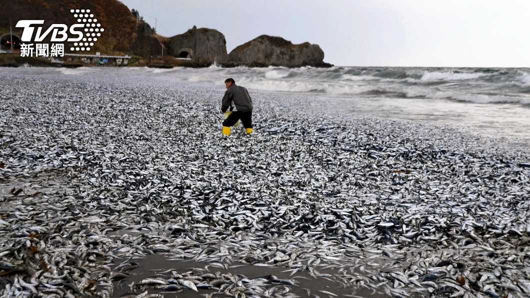 密集恐懼別看!函館沙丁魚集體死亡 數千噸魚屍堆滿沿岸