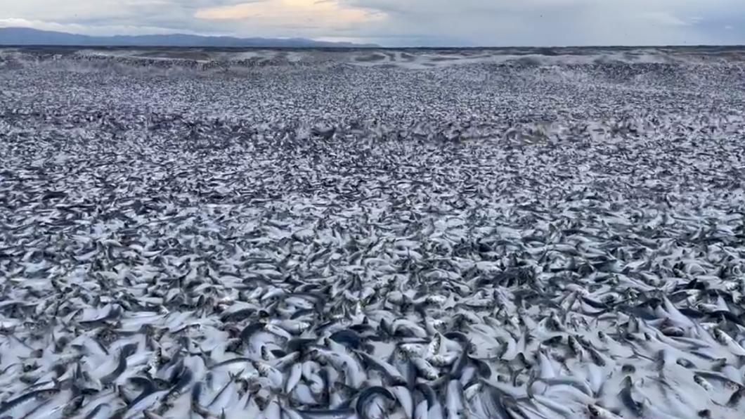 海浪仍不斷沖來更多沙丁魚屍體。（圖／翻攝自@nwknews推特）