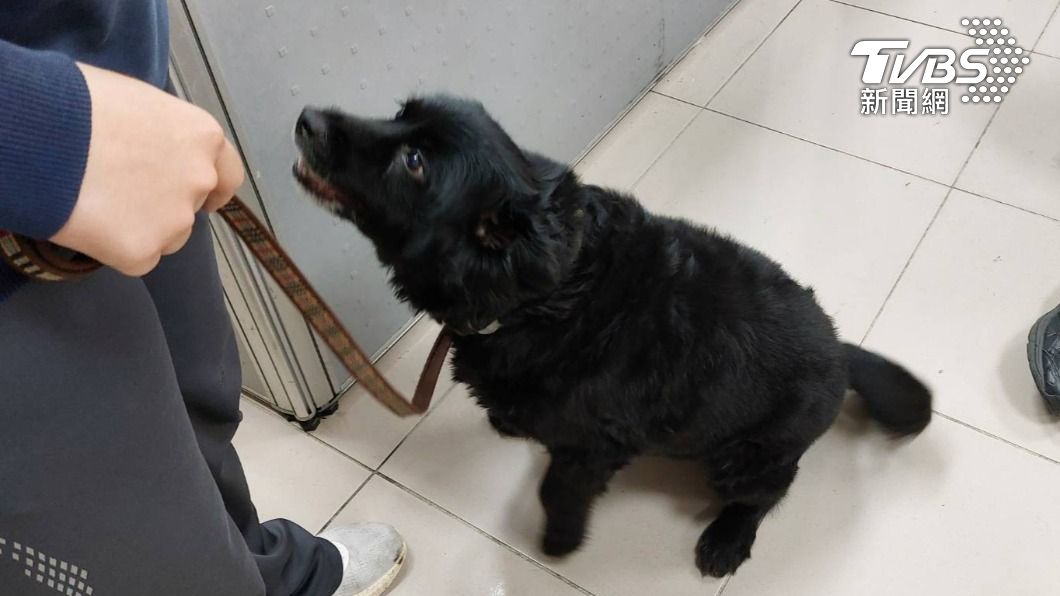 桃園派出所「所犬」首次出任務大成功 勇敢衝助警逮人