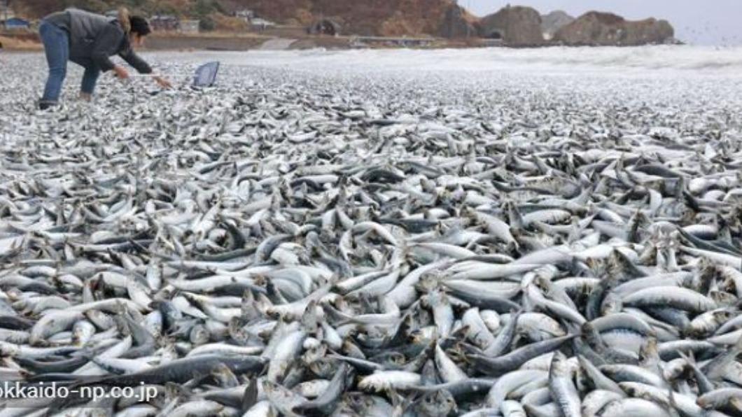 圖/翻攝自推特 たまて函@【公式】北海道新聞函館報道部