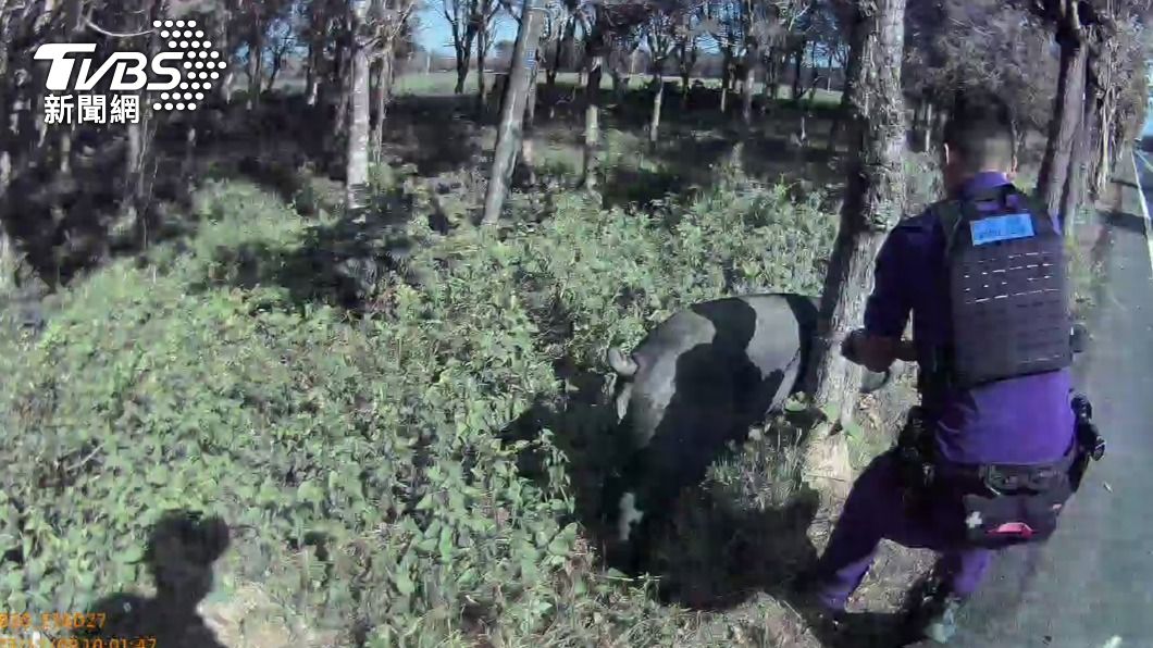 屏東大黑豬逛大街 警辛苦制伏還教育牠:亂跑很危險