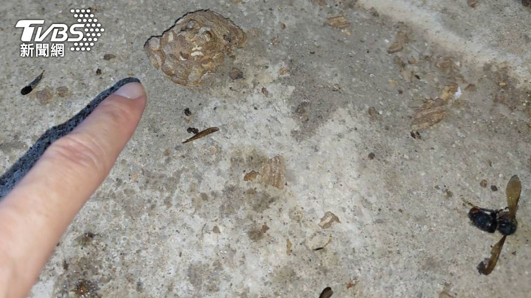 快訊／待家中突遭蜂螫！鐵皮屋見「滿地虎頭蜂」　新北男昏死送醫
