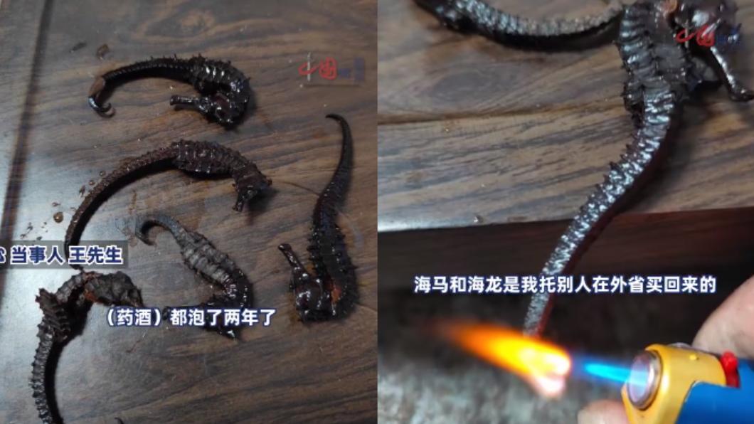 海馬泡藥酒泡2年發現扯不斷　陸男點火後傻眼：竟是塑膠