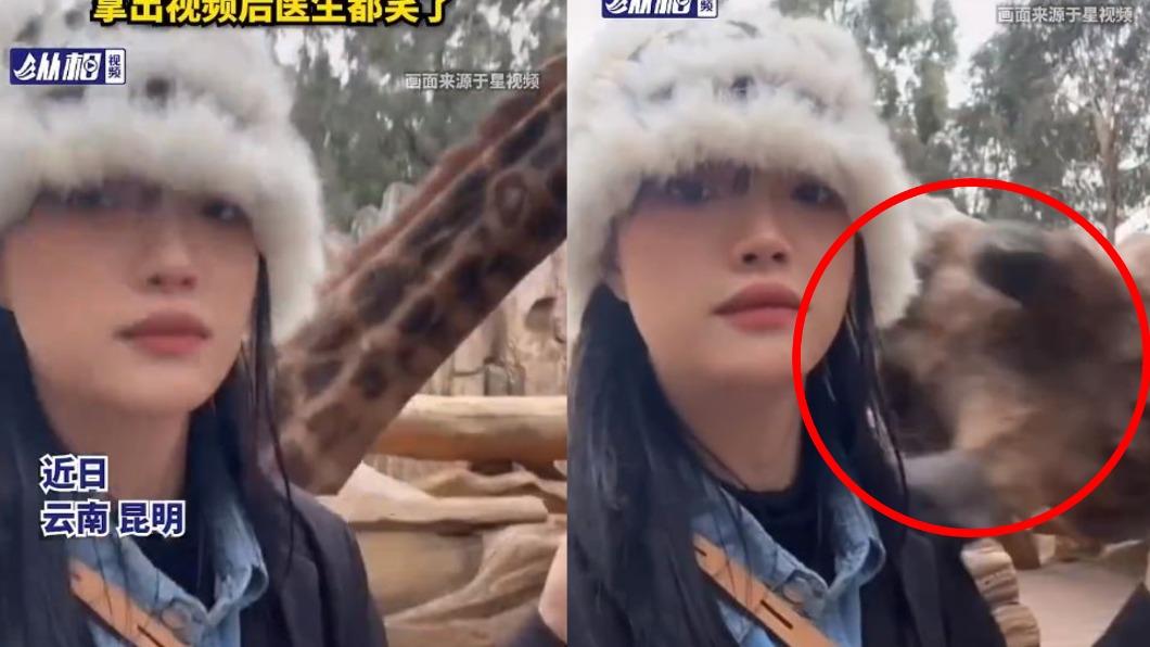 正妹在擺好Pose準備拍照時,竟被長頸鹿甩脖K頭。(圖/翻攝自微博)