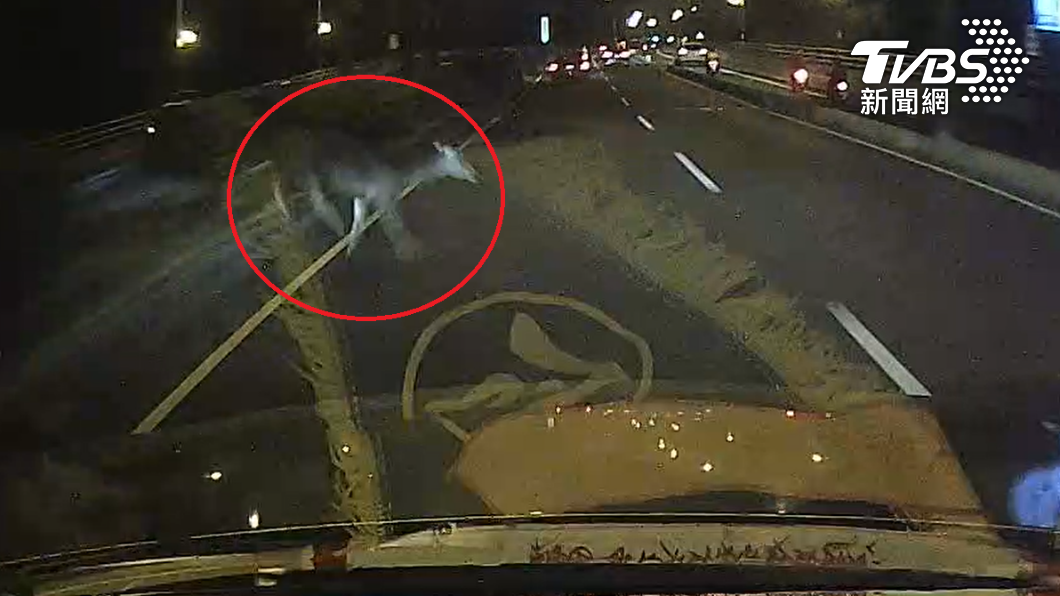 來不及煞!水鹿逛大街衝出安全島 遭休旅車路殺血濺一地亡