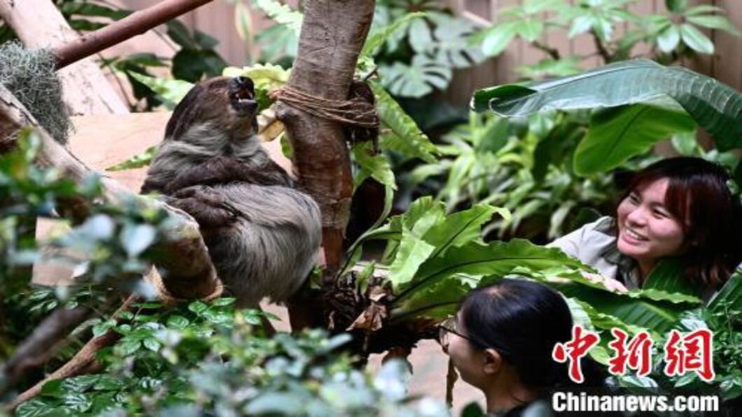 香港海洋公園終結虧損 整年度賺1億1850萬港幣