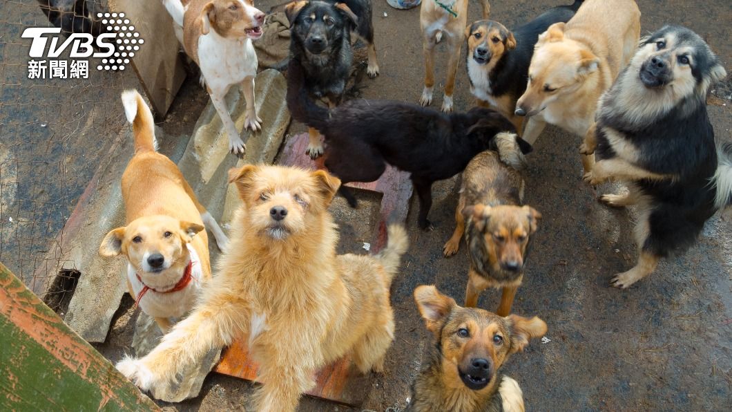 獨居身亡「成寵物飼料」!17隻餓犬圍啃 他慘成滿地碎骨