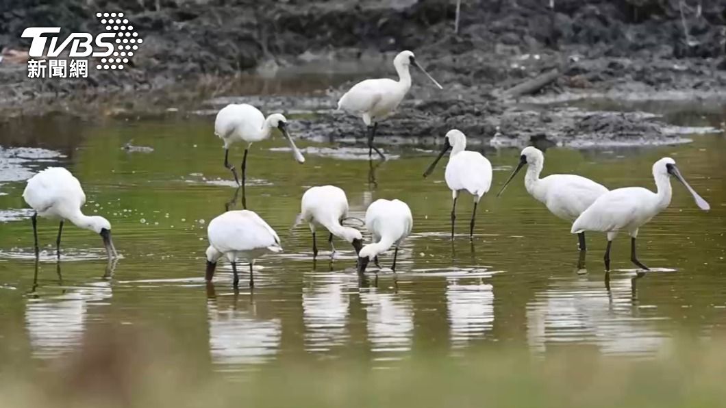 森林公園驚見「9隻黑面琵鷺」過冬覓食 數量打破台東歷年紀錄