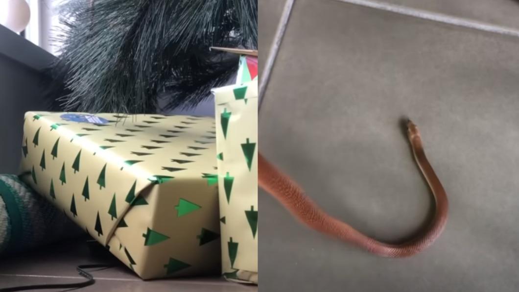 有片/致命禮物!「世界第二毒蛇」藏耶誕樹下 澳洲家庭嚇壞