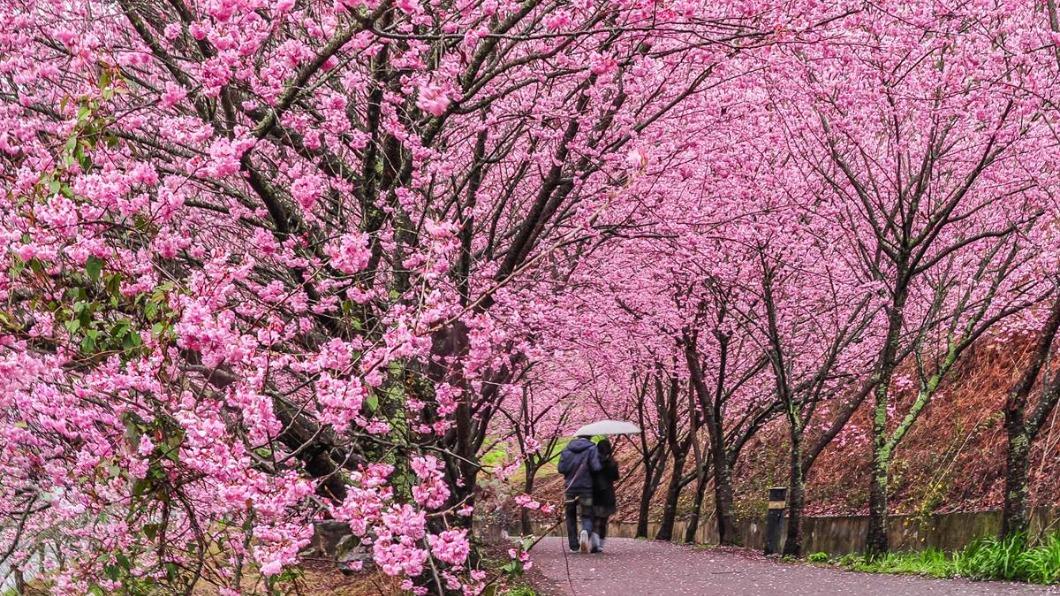 可樂旅遊推出「武陵農場賞櫻」行程,保證入園還包住。(圖/可樂旅遊提供)
