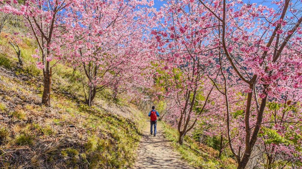 「上帝的部落」司馬庫斯也是賞櫻人氣景點。(圖/可樂旅遊提供)