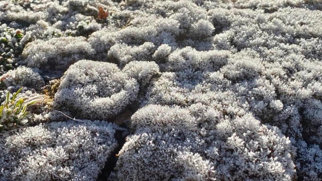 零下4.2度！玉山北峰植物結霜　雪白「糖霜」迎聖誕