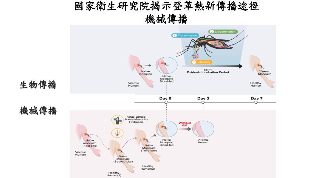 過去,科學家認為病毒從染病病患經蚊子叮咬後,需要在蚊蟲體內完成多次複製才能傳播。(圖/國衛院提供)